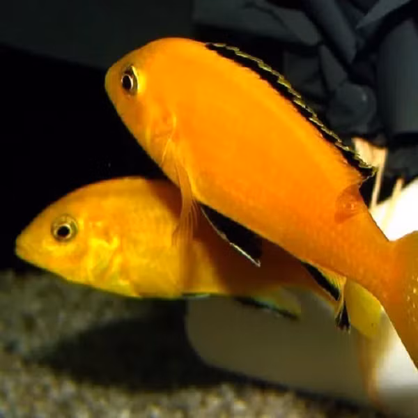 Với cichlid, đường bên bắt đầu ngay phía sau đầu chạy qua phần trên cơ thể cá và kết thúc ở khoảng 2 phần 3 chiều dài thân; ở ngay phía dưới và cách điểm kết thúc một đoạn, đường bên tiếp tục kéo dài cho đến đuôi. Đường bên như vậy gọi là đứt khúc.