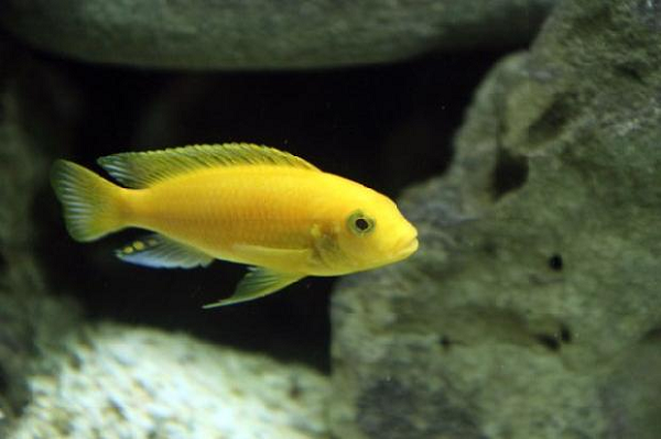 Cichlid và cá rô biển thì lại khác, chúng chỉ có một lỗ tịt ở mỗi bên miệng mà thôi và công dụng của chúng hãy còn chưa được biết rõ.