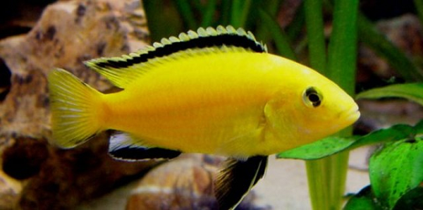 Một đặc điểm khác của cichlid là đường bên chạy dọc theo cơ thể. Đường bên thực ra là một đường ống chạy ngầm ở mặt dưới của da.