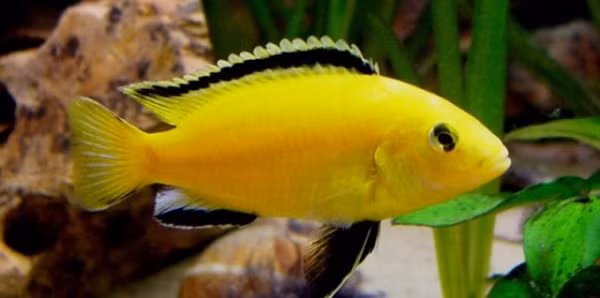 Một đặc điểm khác của cichlid là đường bên chạy dọc theo cơ thể. Đường bên thực ra là một đường ống chạy ngầm ở mặt dưới của da.