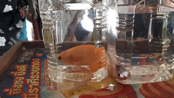 Ở các loài cá có hai lỗ mũi mỗi bên, chúng sẽ nằm gần nhau tạo thành ống hình chữ U, dòng nước đi vào từ một lỗ và đi ra qua lỗ còn lại, nhờ đó bộ phận khứu giác nằm bên trong ống cảm nhận được các chất hóa học có trong nước.