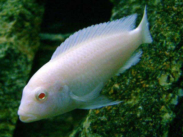 Cichlid cũng có vài đặc điểm riêng mà các họ cá khác không có nhưng chúng đều là các đặc điểm bên trong cơ thể. Một trong những đặc điểm như vậy nằm ở lỗ tai của chúng.