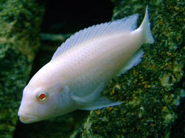 Cichlid cũng có vài đặc điểm riêng mà các họ cá khác không có nhưng chúng đều là các đặc điểm bên trong cơ thể. Một trong những đặc điểm như vậy nằm ở lỗ tai của chúng.