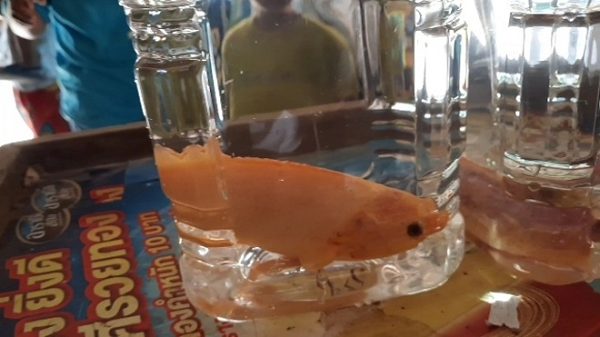 Bà Praijit Wiphak, 59 tuổi ở thôn số 2, tiểu khu Thung Phong, huyện Nong Chang, tỉnh Uthai Thani đã tìm thấy hai con cá thuộc loài cichlid vàng và cichlid bạch tạng tại một con kênh gần làng.