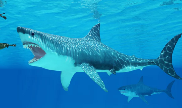 Vì mối quan hệ gần gũi này, các nhà khoa học thường tìm hiểu xem Megalodon trông như thế nào bằng cách dựa vào cá mập trong họ Lamnidae.