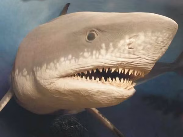 Nghiên cứu này đã xóa bỏ những gì chúng ta thường nghĩ về Megalodon, những con Megalodon mà bạn thấy trong tranh ảnh, phim truyện,... có thể rất khác khi chúng đang bơi dưới đại dương hàng chục triệu năm trước.