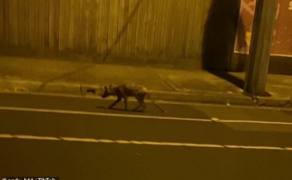 Một tài khoản Tiktok có tên andy_b11 đã chia sẻ đoạn video về sinh vật kỳ lạ gầy gò, màu xám, có đuôi dài và bộ lông lốm đốm đang chạy đua trên một con đường ở ngoại ô phía tây bắc Strathmore, Melbourne, Úc.