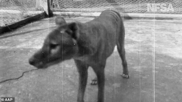 Và chỉ khoảng 130 năm sau, những con hổ Tasmania hoang dã cuối cùng cũng được cho là bị con người săn bắn đến mức tuyệt chủng, và đó cũng là tất cả những gì mà chúng ta biết về loài động vật bí ẩn này.