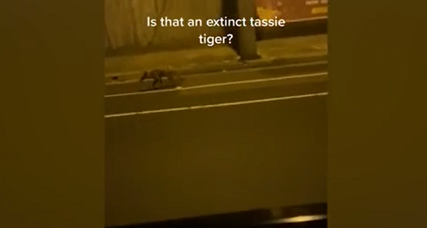 Người trong đoạn video đã vô cùng hoang mang tự hỏi rằng liệu đây có phải loài hổ Tasmania được cho là đã tuyệt chủng từ lâu hay không. Người đàn ông đuổi theo con vật để quay video trước khi nó trốn vào bụi cây ven đường.