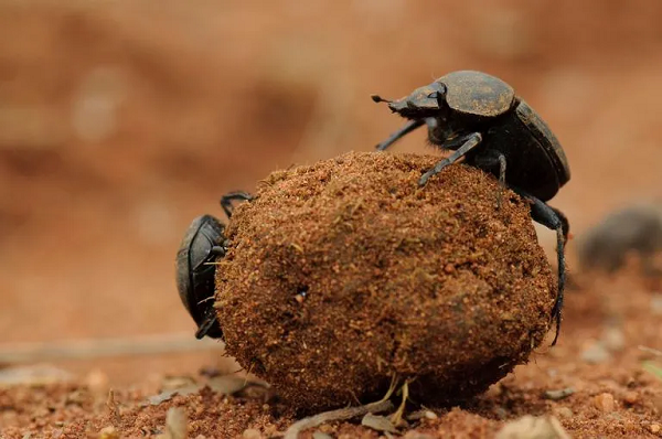 3-7 phân đoạn cuối cùng của râu có thể được mở rộng như hình cánh quạt hoặc có thể xếp lại với nhau. Ấu trùng bọ hung có hình chữ ‘C’ thường sống trong đất, ăn rễ cây. Các ấu trùng có phần đầu cứng cáp đặc biệt, và dễ dàng để xác định các chân trên ngực.