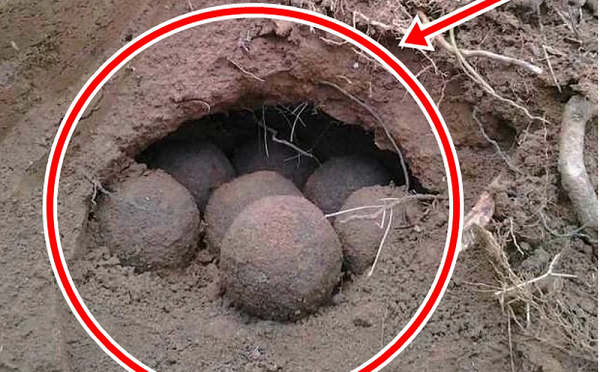 Khi đang đào khoai bên cạnh ruộng của mình, một người nông dân đã tìm thấy 12 quả cầu đất vô cùng kỳ lạ. Chúng có kích thước tương đương nhau, được xếp gọn gàng trong cái hố.