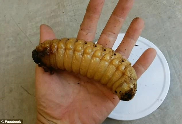 Sau đó, họ đặc biệt mời 1 già làng đến để giúp nhận dạng. Già làng nhìn thấy những quả cầu đất cùng ấu trùng thì liền bật cười. Mọi người vội vàng bước tới hỏi thăm thì được ông cho biết chúng chỉ là ấu trùng của bọ hung mà thôi.