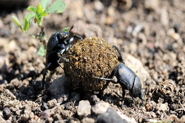 Họ bọ hung (Scarabaeidae) bao gồm các loài côn trùng lớn nhất thế giới về khối lượng tuyệt đối. Bọ hung là loài bọ cánh cứng được tôn kính ở Ai Cập thời cổ đại, được xem như là biểu tượng của sự sống lại.