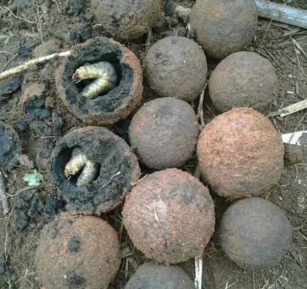 Vì không biết những quả cầu này là gi nên ông đã nhanh chóng về nhà gọi người nhà tới xem. Họ chỉ cảm thấy chúng có vẻ rất cũ, bề mặt bao phủ bởi đất rất dày. Họ cho rằng chúng có thể là món cổ vật nào đó?