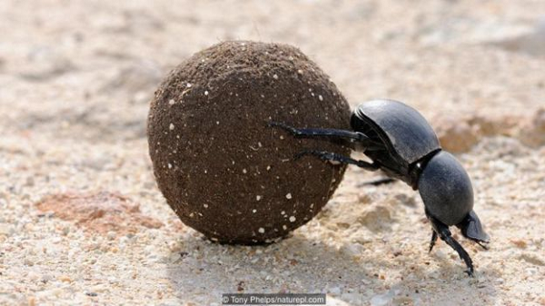 Hầu hết bọ hung là loài mạnh mẽ, hình lồi với màu nâu hoặc đen. Bất kể màu sắc, kích thước, hoặc hình dạng, tất cả bọ hung đều có chung đặc điểm chính: râu dạng phiến được đóng chặt.