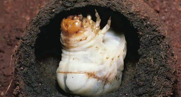 Sau khi mang về nhà, cả gia đình chụp ảnh chúng lại và thử đập ngẫu nhiên 2 quả cầu đất ra xem. Nào ngờ sau khi đập, họ phát hiện ra bên trong mỗi quả là 1 con ấu trùng to béo.