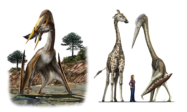 Dực long có đủ loại kích thước khác nhau khi trưởng thành, từ rất nhỏ (như Nemicolopterus) đến rất lớn (như Quetzalcoatlus và Hatzegopteryx).