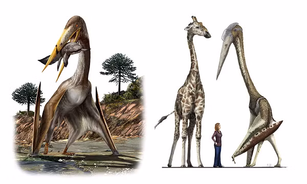 Dực long có đủ loại kích thước khác nhau khi trưởng thành, từ rất nhỏ (như Nemicolopterus) đến rất lớn (như Quetzalcoatlus và Hatzegopteryx).