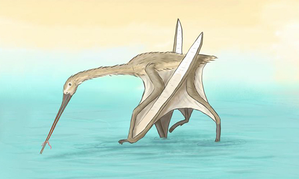 Giải phẫu của loài thằn lằn bay cho thấy sự biến đổi rất cao so với tổ tiên bò sát của chúng để phù hợp cho sự bay lượn. Xương dực long giống xương chim, rỗng và chứa không khí.