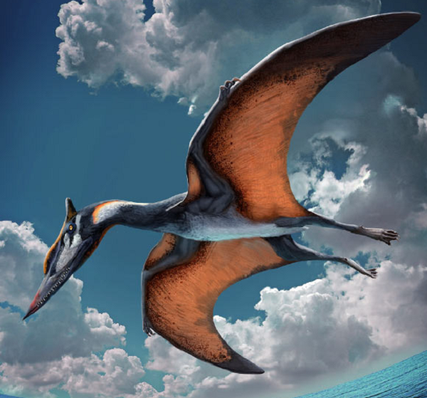 Pterosauria là các động vật có xương sống đầu tiên thích ứng cho bay lượn. Cánh của chúng được cấu tạo bởi một màng da (giống cánh dơi), cơ và các loại tế bào khác kéo dài từ chân đến ngón thứ 4 kéo dài.