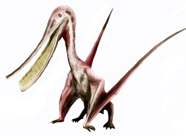 Chúng có một xương ức cong lưỡi hái phát triển để các cơ bắp hỗ trợ bay có nhiều diện tích để bám vào hơn và một bộ não to chuyên hóa cho sự bay lượn.