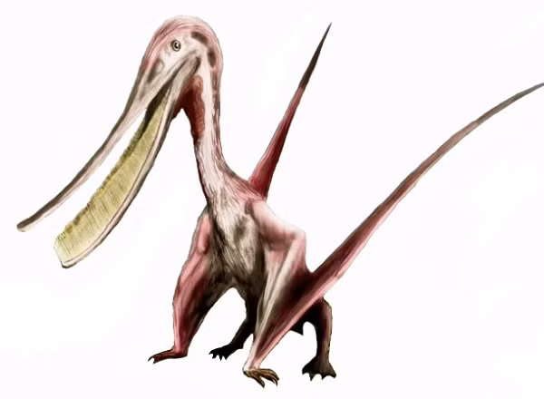 Chúng có một xương ức cong lưỡi hái phát triển để các cơ bắp hỗ trợ bay có nhiều diện tích để bám vào hơn và một bộ não to chuyên hóa cho sự bay lượn.