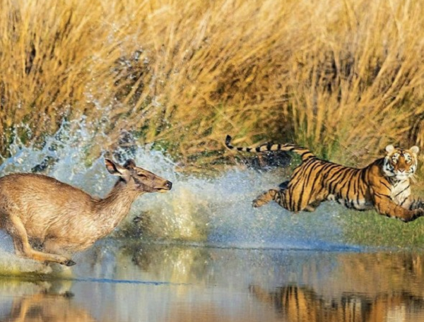 Dù lông hổ màu cam thì các con mồi vẫn sẽ nhìn ra màu xanh lục. Điều đó khiến hổ khó bị phát hiện hơn nhiều vì chúng thường rình mồi sau bụi rậm hoặc thu mình trong cỏ.