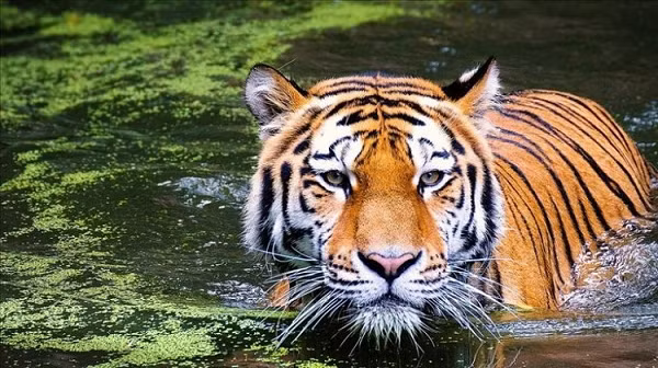 Vậy tại sao những loài động vật khác không tiến hóa để nhìn được màu cam? Trong một cuộc chạy đua vũ trang tiến hóa, sự cải thiện trong nhận thức thị giác sẽ cung cấp cho con mồi hệ thống thị giác tốt hơn.