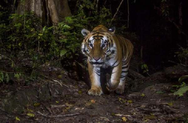 Đối với con người chúng ta, có tới ba thụ thể màu hoạt động. Nó giúp chúng ta có thể phân biệt rõ ràng hai màu xanh và đỏ cam. Chính vì thế, ta có thể nhìn thấy hổ một cách dễ dàng.