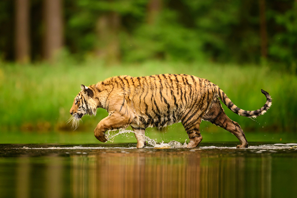 Theo ông John Fennell, giảng viên về cảm biến động vật và sinh trắc học tại Trường Thú y Bristol (Anh), theo những gì ông biết, không có loài động vật nào có bộ lông màu xanh lá cây.