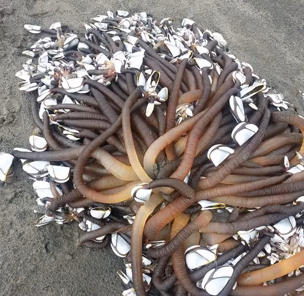 Nhiều người có cơ hội thưởng thức hà ngỗng đều nhận xét rằng thịt của chúng ngon hơn cua hoàng đế hay tôm hùm nhiều.