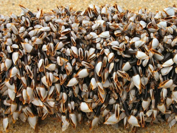 Chúng sống bám trên bề mặt cứng như đá, vỏ tàu trong vùng liên triều (phần bờ biển giữa lúc triều lên và xuống) và hẻm núi. Loài động vật này xuất hiện nhiều ở bờ biển Tây Ban Nha, Bồ Đào Nha.