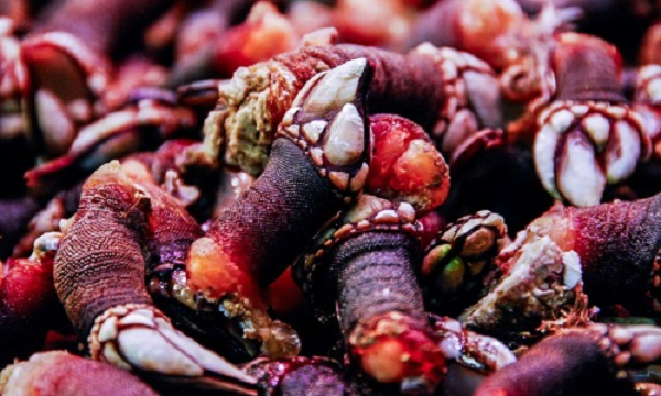 Thịt của hà ngỗng có vị ngọt và thơm ngon, chúng còn chứa rất nhiều nguyên tố vi lượng.