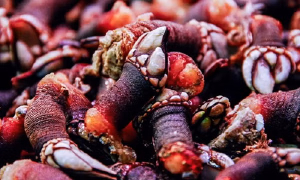 Thịt của hà ngỗng có vị ngọt và thơm ngon, chúng còn chứa rất nhiều nguyên tố vi lượng.