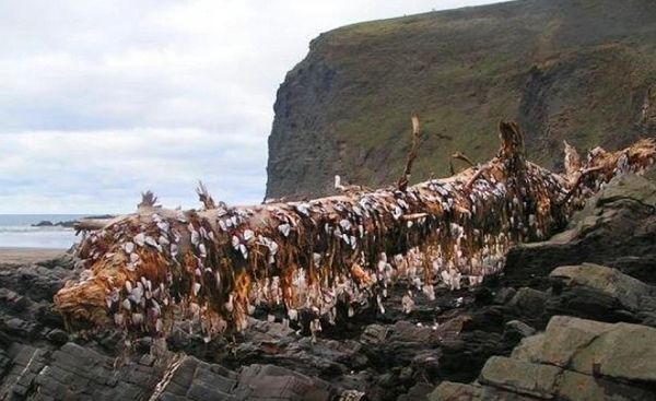 Khi đang đi dạo trên biển, người đàn ông đã vô tình phát hiện một thứ kỳ dị trông hệt như một con quái vật với vô số xúc tu bao bọc. Bên cạnh đó trên mỗi xúc tu này là rất nhiều chiếc vảy màu trắng, màu xám bám chi chít.