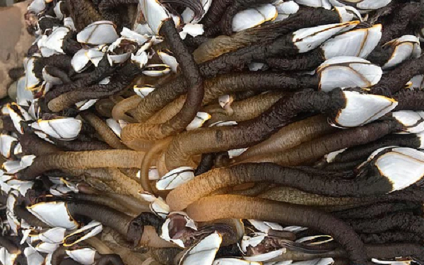 Con người không thể nuôi hà ngỗng mà chỉ có biển khơi mới làm được. Ngư dân phải leo xuống từ vách đá cao chừng 100m với sợi dây thừng và chiếc đục.