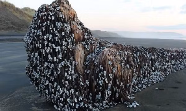 Với giá bán khoảng 30-60 USD/kg, hà ngỗng là món ăn đắt đỏ, được giới nhà giàu châu Âu ưa chuộng. Hà ngỗng được bán với mức giá khá đắt một phần do quý hiếm và quá trình khai thác khó khăn, nguy hiểm.