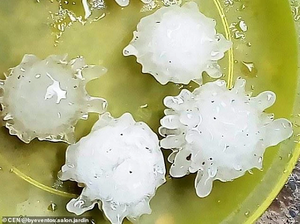 Phong tục Trung Quốc quan niệm rằng, tháng 5 âm lịch là tháng độc, mà ngày Đoan Ngọ lại là ngày đứng đầu trong cửu độc. Thông thường vào ngày này mọi người sẽ treo ngải cứu trong nhà, đeo túi thơm trên người, uống rượu hùng hoàng để trừ tà và tránh độc.