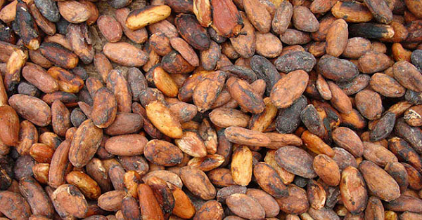 Có rất nhiều người đến nay vẫn chưa biết nguồn gốc sô cô la mà chúng ta ăn hàng ngày đến từ đâu. Bật mí một chút đó là từ những hạt cacao mà chính người Maya đã phát hiện ra và họ là những người sớm đã tiêu thụ thức uống từ socola.