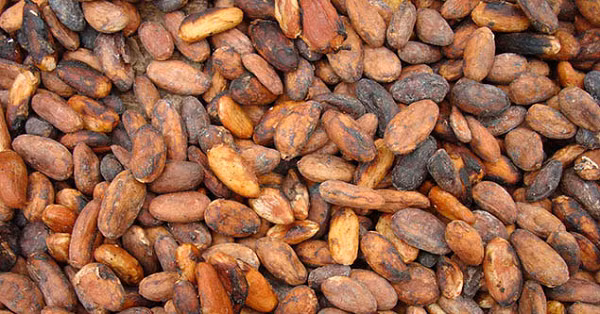 Có rất nhiều người đến nay vẫn chưa biết nguồn gốc sô cô la mà chúng ta ăn hàng ngày đến từ đâu. Bật mí một chút đó là từ những hạt cacao mà chính người Maya đã phát hiện ra và họ là những người sớm đã tiêu thụ thức uống từ socola.