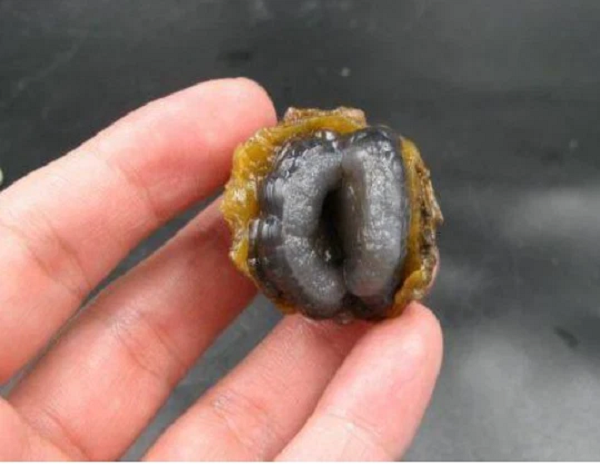 Sau khi nhặt lên và quan sát, người phụ nữ cho rằng hòn đá này có thể là 1 chiếc vỏ sò hóa thạch nên đã cất nó vào túi xách. Sau khi về nhà, cô rất tò mò về viên đá nên đã mang nó tới nhờ 1 chuyên gia về đá kiểm tra giúp.