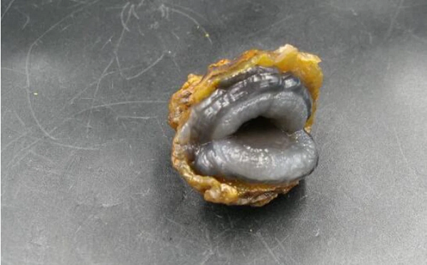 Khi đang đi chơi cùng bạn bè của mình bên bờ suối, người phụ nữ đã vô tình nhìn thấy bên dưới làn nước có 1 viên đá có hình dáng giống như 1 vỏ sò mở miệng, nó có nhiều màu, chủ yếu là ghi xám với lớp bên ngoài phủ 1 màu vàng.