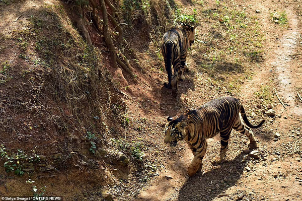  Hổ đen thực chất là hổ Bengal có các vằn đen xuất hiện trên thân mình dày đặc hơn bình thường. Chúng có vẻ ngoài đặc biệt do đột biến gen hay còn được gọi là bệnh hắc tố giả.