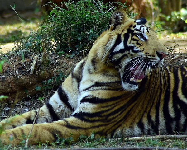 Anh chia sẻ rằng mình lần đầu được nghe về loài hổ đen quý hiếm này từ những người bạn đã có dịp tới thăm quan Vườn Quốc gia Nandankanan.