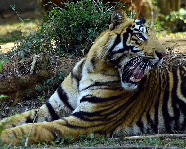 Anh chia sẻ rằng mình lần đầu được nghe về loài hổ đen quý hiếm này từ những người bạn đã có dịp tới thăm quan Vườn Quốc gia Nandankanan.