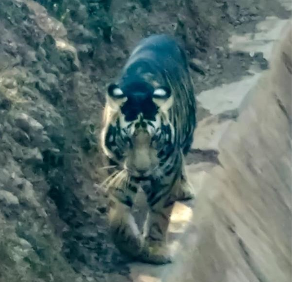 Hổ Bengal là loài săn mồi ăn thịt thống trị, chúng săn mồi kiên trì bằng cách rình rập cho đến khi thấy cơ hội con mồi mất cảnh giác. Hổ bengal chủ yếu săn các loài ăn cỏ lớn như hươu nai, lợn rừng, trâu bò, và dê.