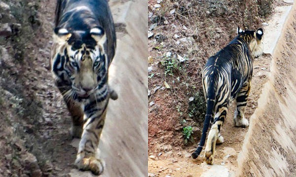 "Tôi không thể tin vào mắt mình và trong một thoáng tôi dường như quên mất rằng con hổ này đang di chuyển ngay gần mình. Thật sự tôi đã quá ngỡ ngàng trước vẻ đẹp của chúng", Swagat cho biết.