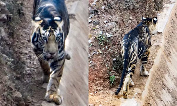 "Tôi không thể tin vào mắt mình và trong một thoáng tôi dường như quên mất rằng con hổ này đang di chuyển ngay gần mình. Thật sự tôi đã quá ngỡ ngàng trước vẻ đẹp của chúng", Swagat cho biết.