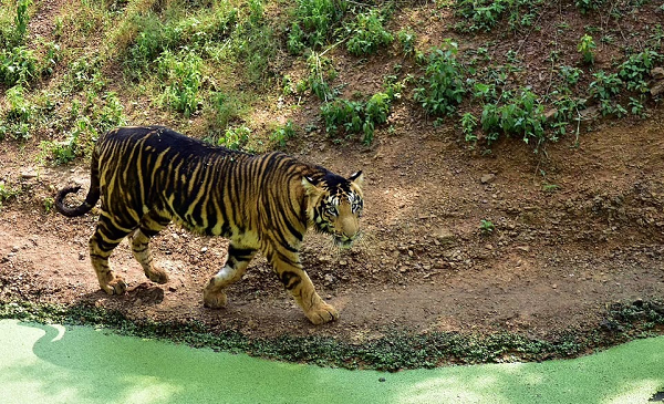 Mới đây, nhiếp ảnh gia Satya Swagat (23 tuổi) đã bắt gặp hai con hổ đen cực hiếm đang đi dạo quanh Vườn Quốc gia Nandankanan ở miền đông Ấn Độ.