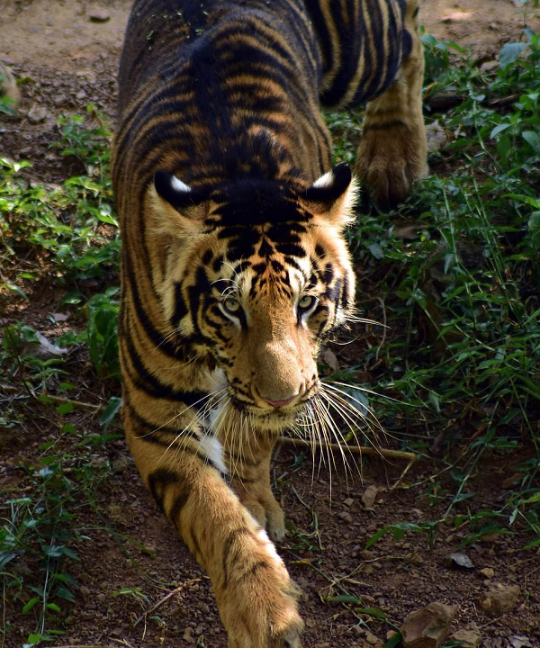 Những con hổ này thường có phần họa tiết đen sọc sẫm chạy dọc sống lưng hòa cùng bộ lông vàng cam nhạt thường thấy. Nhiếp ảnh gia Satya cho biết anh đã "sởn gai ốc" khi bất ngờ bắt gặp hai cá thể hổ đặc biệt này.